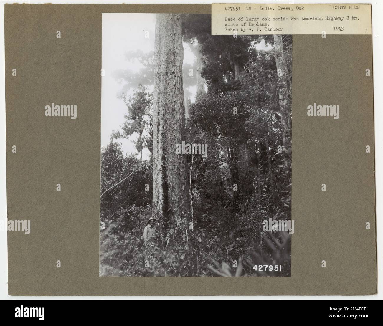 Tree Identification Oak to Oak Bear. Photographs Relating to