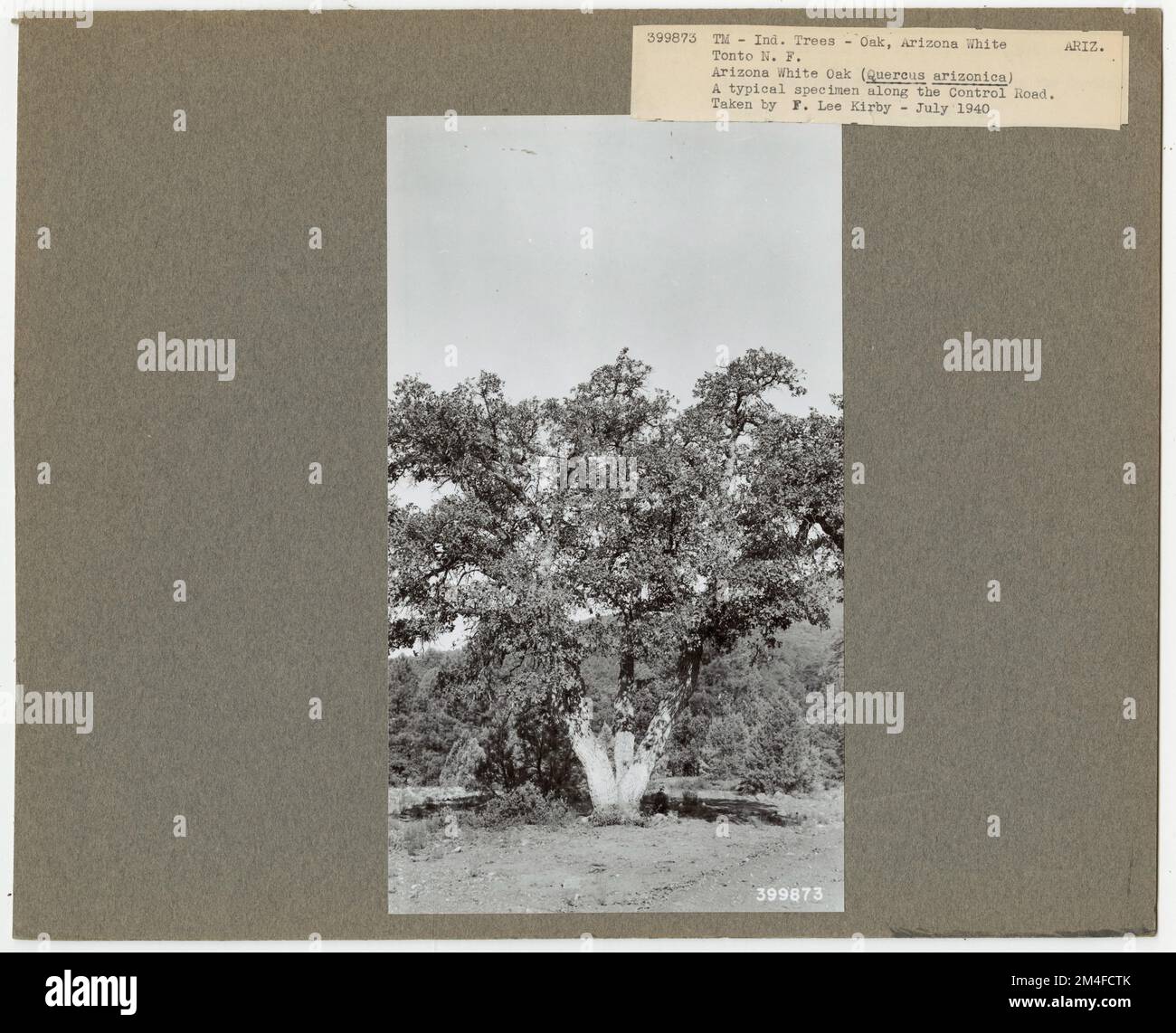 Tree Identification Oak to Oak Bear. Photographs Relating to