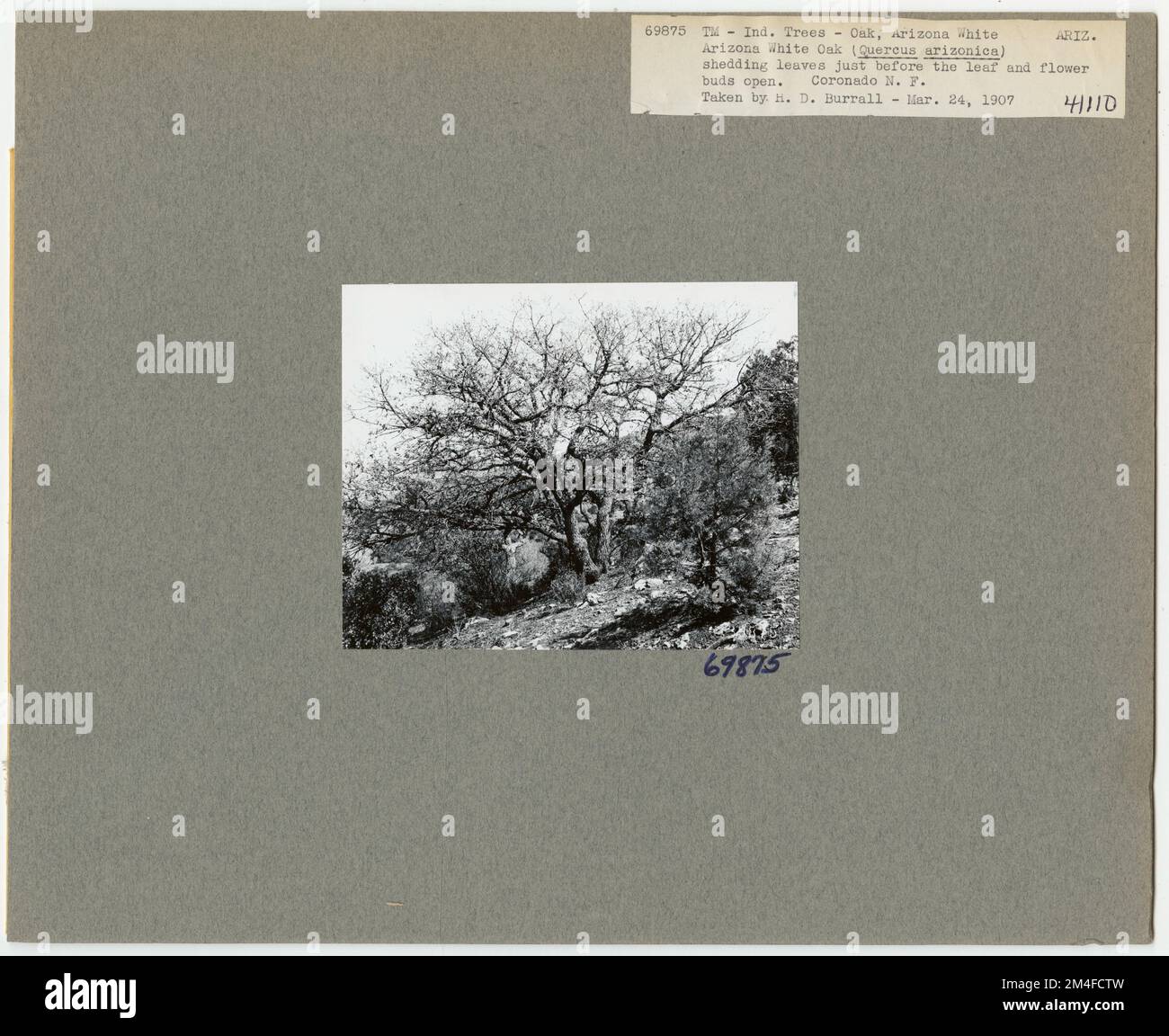 Tree Identification Oak to Oak Bear. Photographs Relating to