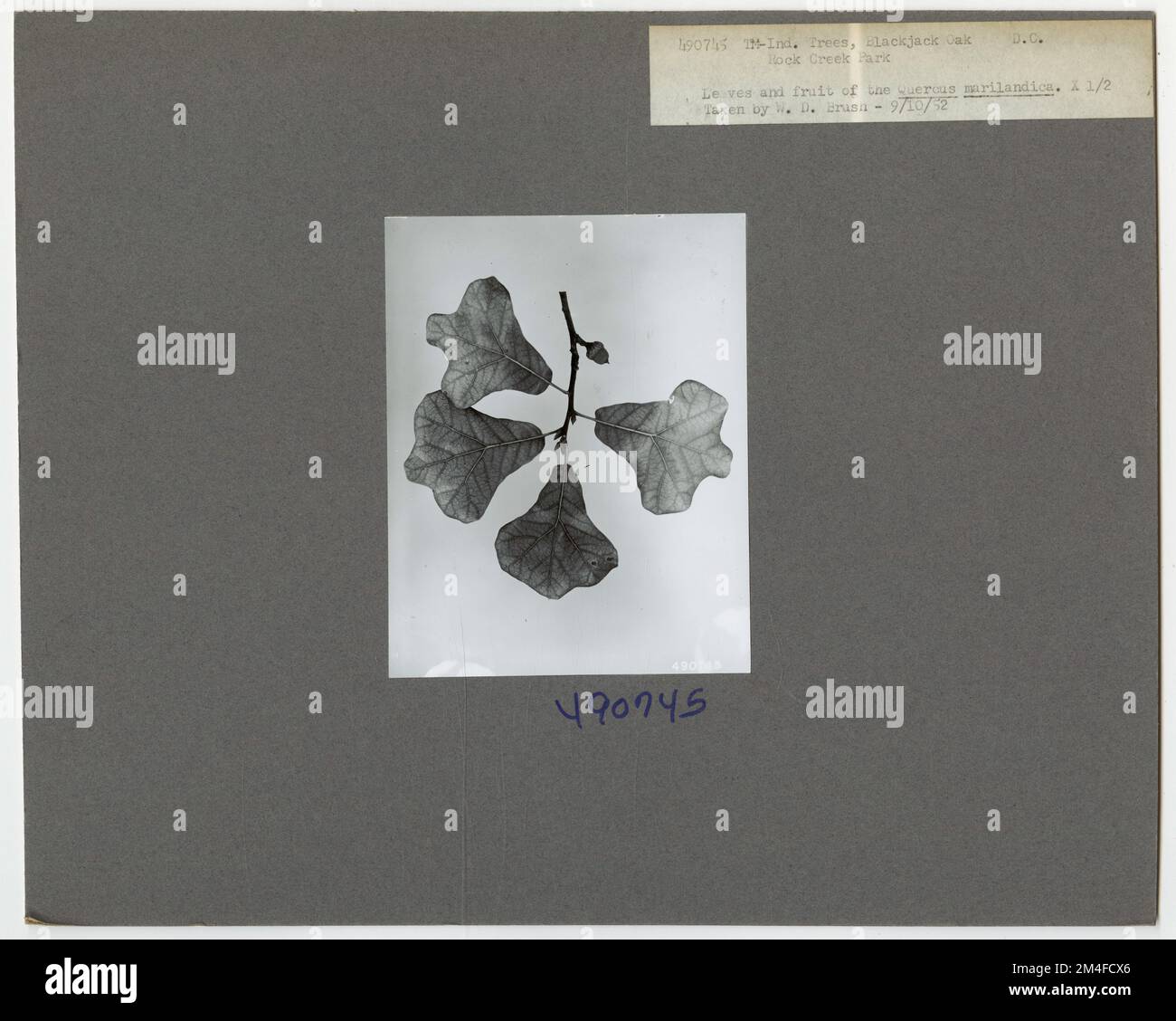 Tree Identification - Oak: Blackjack. Photographs Relating to National ...