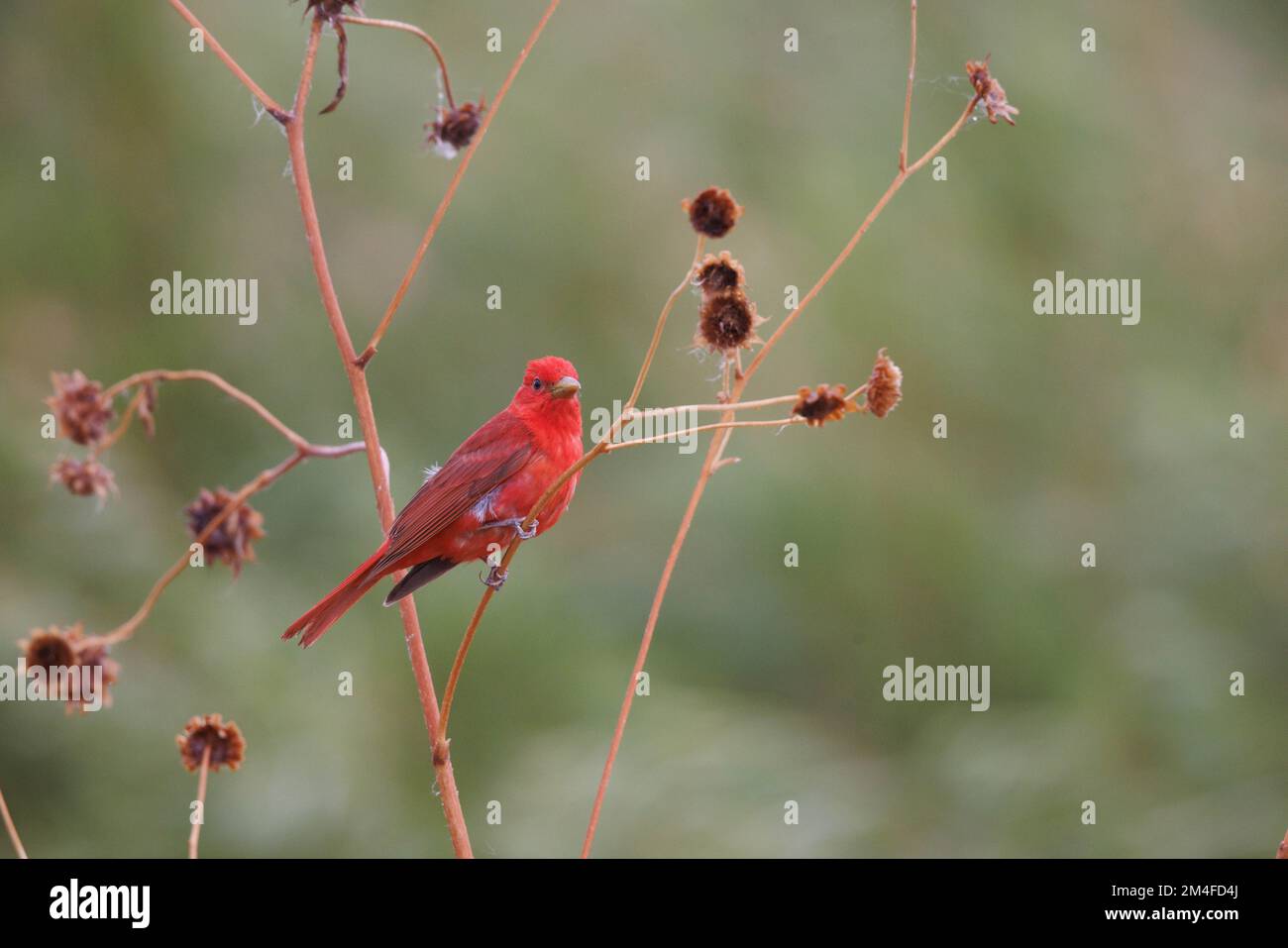 male Summer Tanager, Bosque del Apache National Wildlife Refuge, New Mexixo, USA. Stock Photo