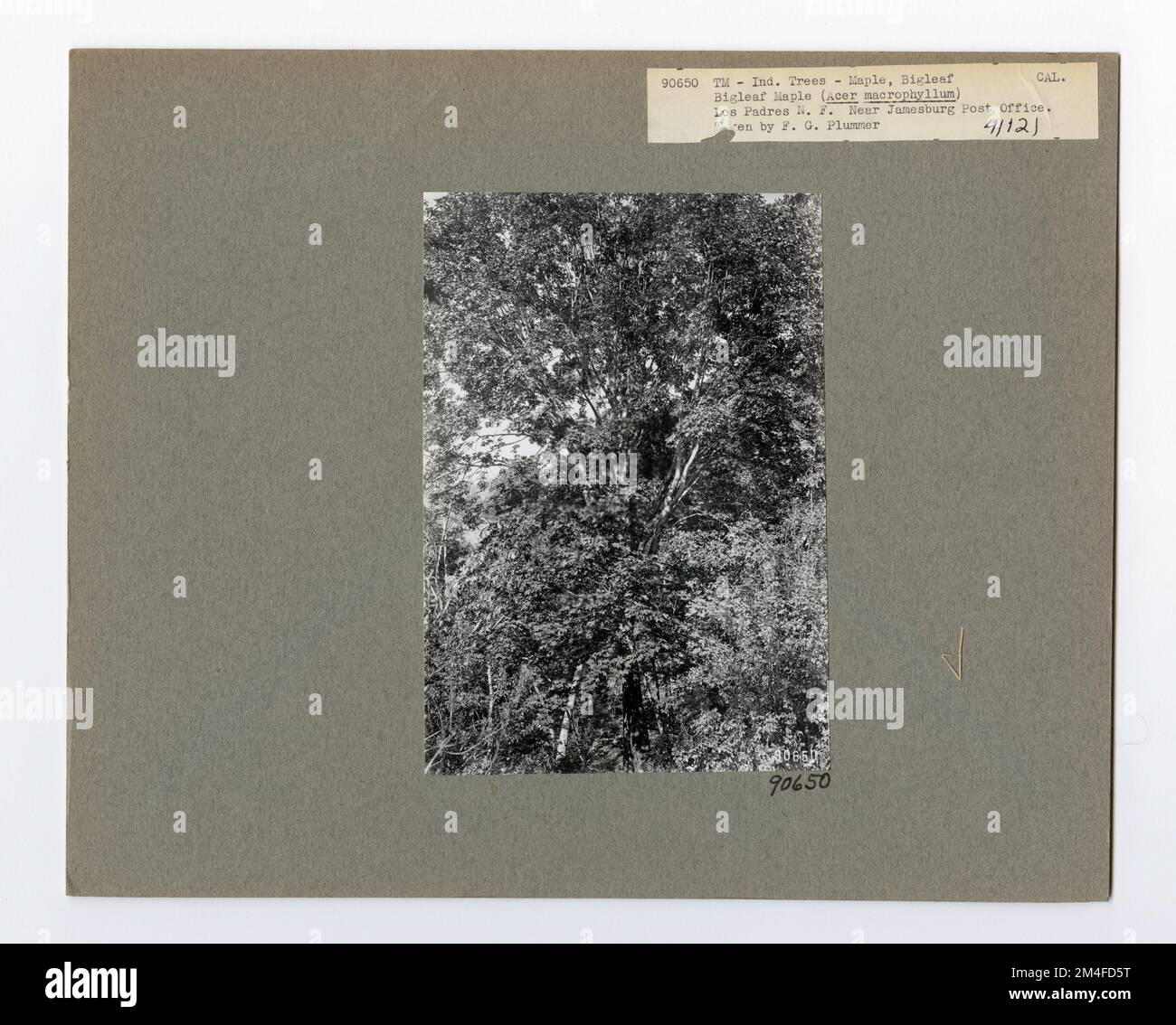 Tree Identification - Maple: Big Leaf. Photographs Relating to National ...