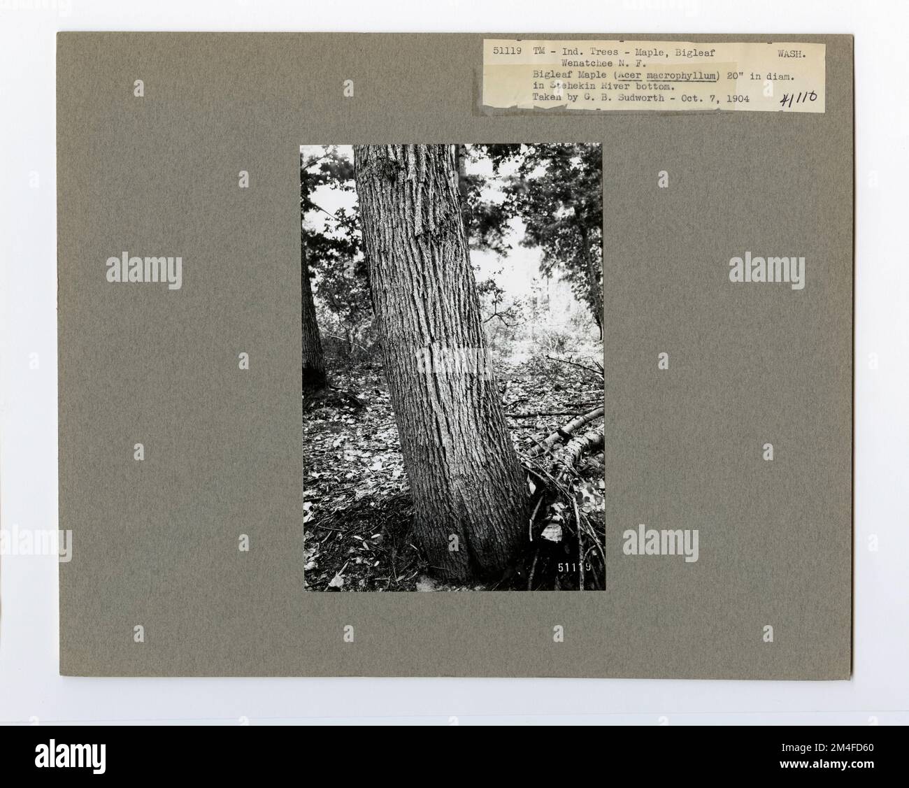 Tree Identification - Maple: Big Leaf. Photographs Relating to National ...