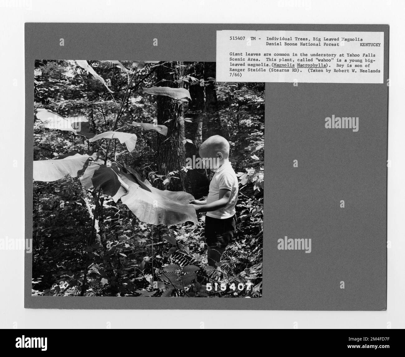 Tree identification Black and White Stock Photos & Images Alamy