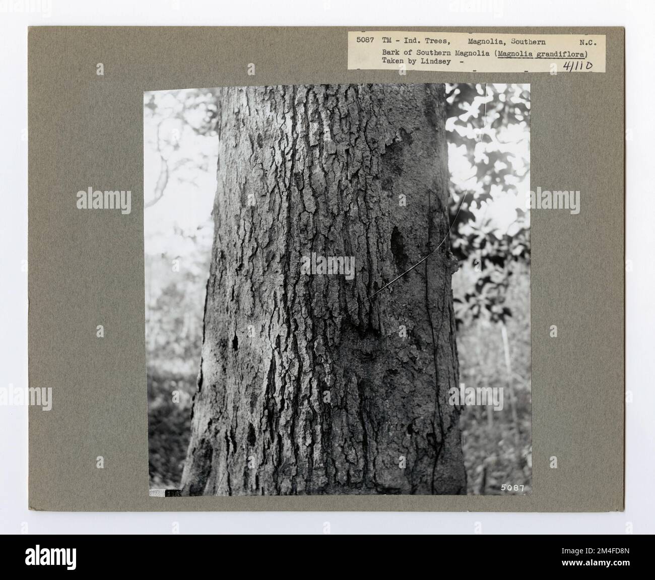 Tree Identification - Magnolia. Photographs Relating to National ...