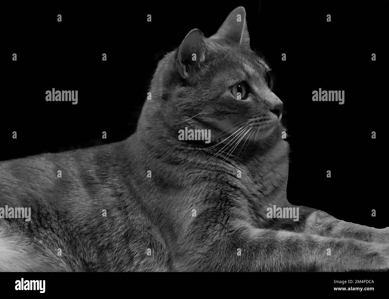 A grayscale shot of a tabby cat laying down isolated on a black ...