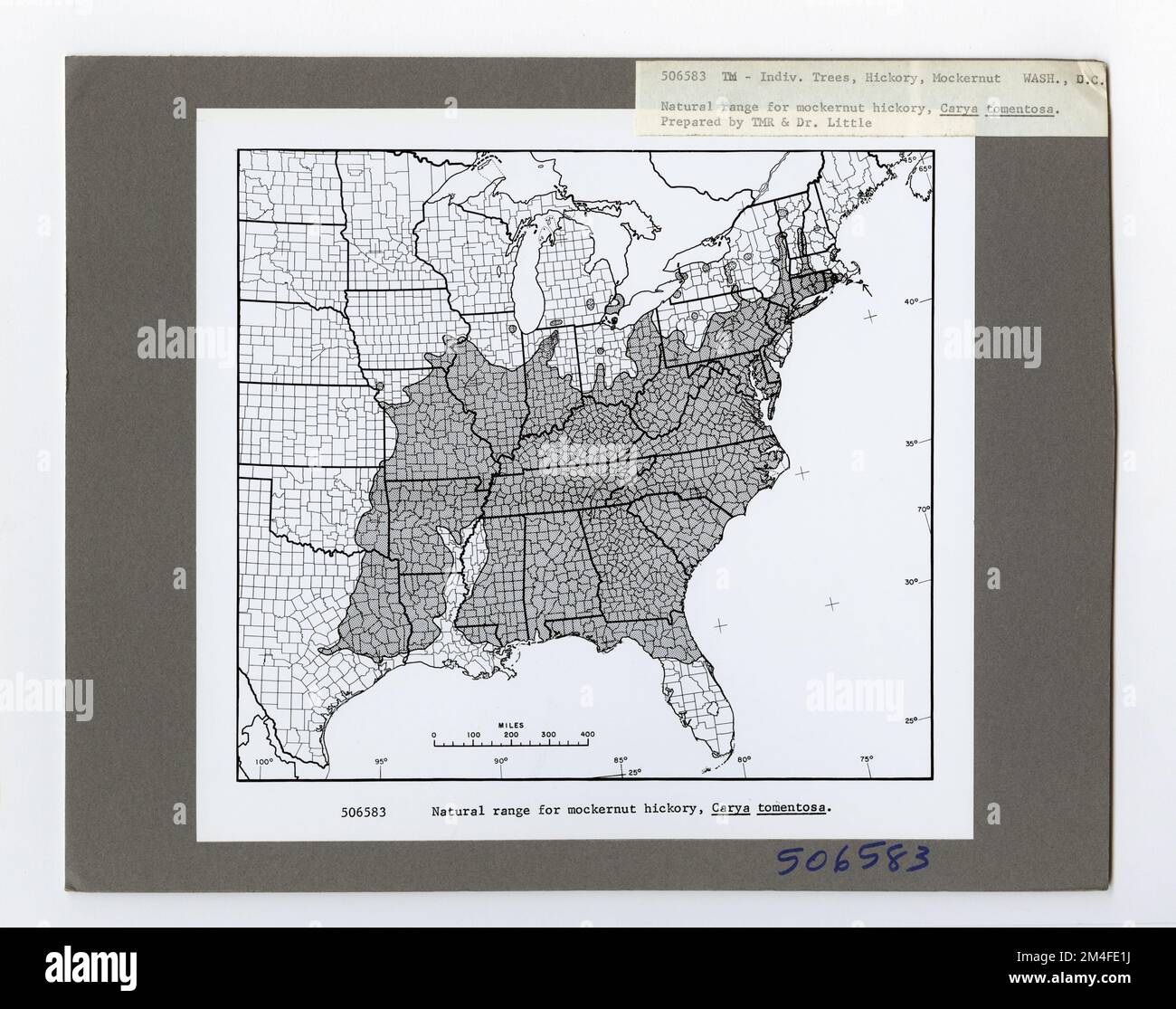 Tree Identification - Hickory: Mockernut. Photographs Relating to ...