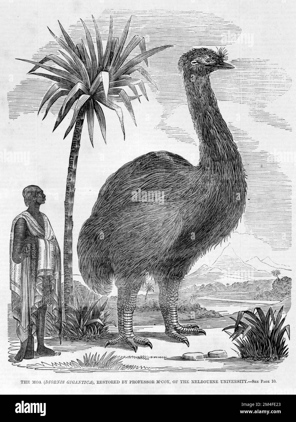 The Moa (diornis Gigantica). Shows a very large flightless bird previously indigenous to New Zealand. Illustration from the Australlian newspaper from 1864. Stock Photo