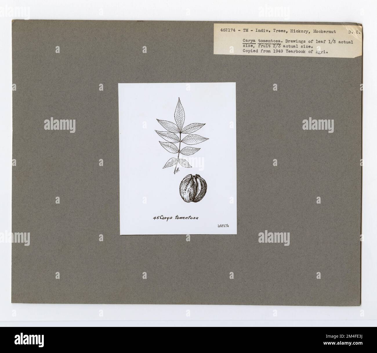 Tree Identification Hickory Mockernut. Photographs Relating to