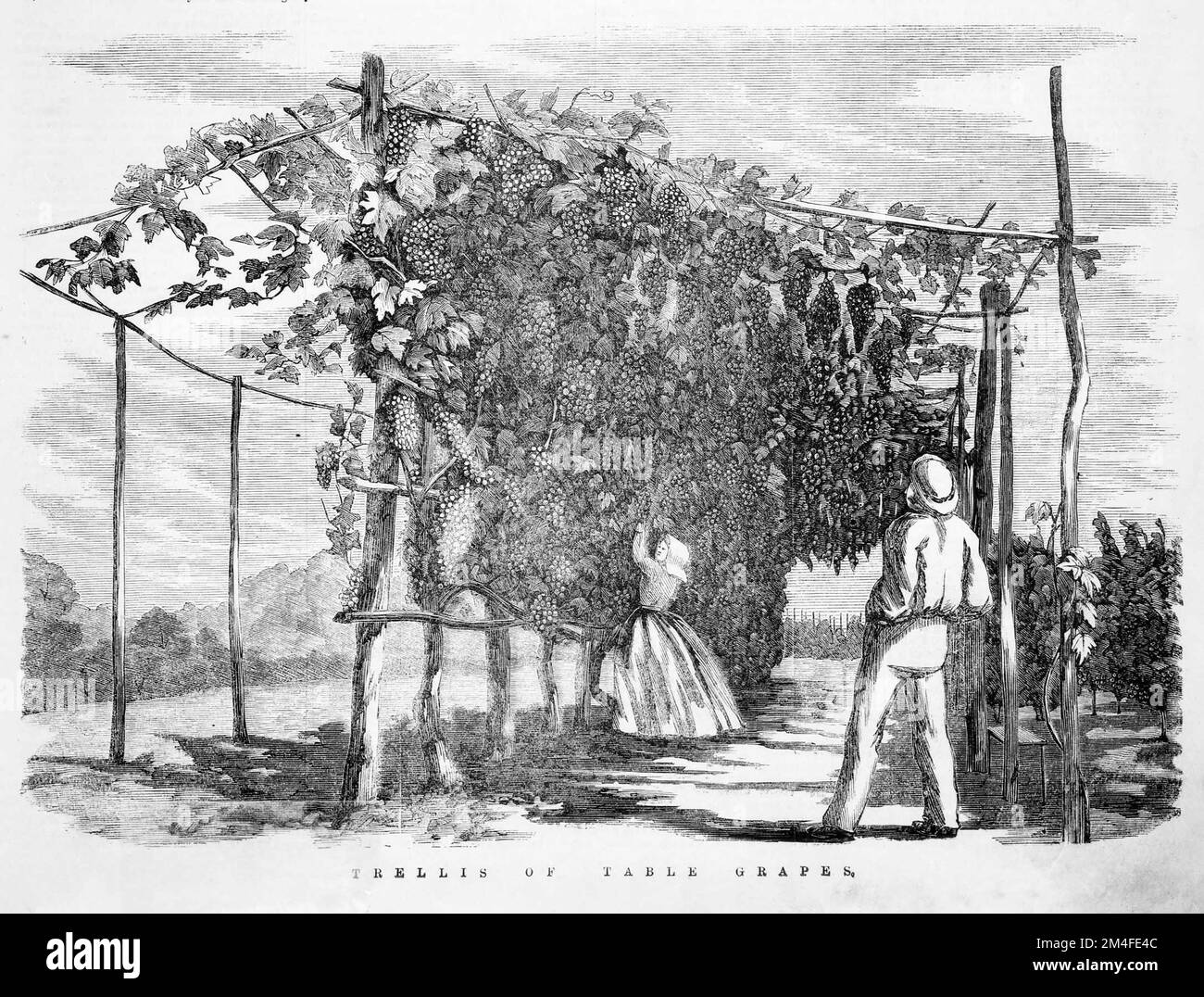Trellis Of Table Grapes. 1866. Shows large grape vines at the Epsom Vineyards at Sandhurst full with fruit being picked by a woman, man looking on. Stock Photo