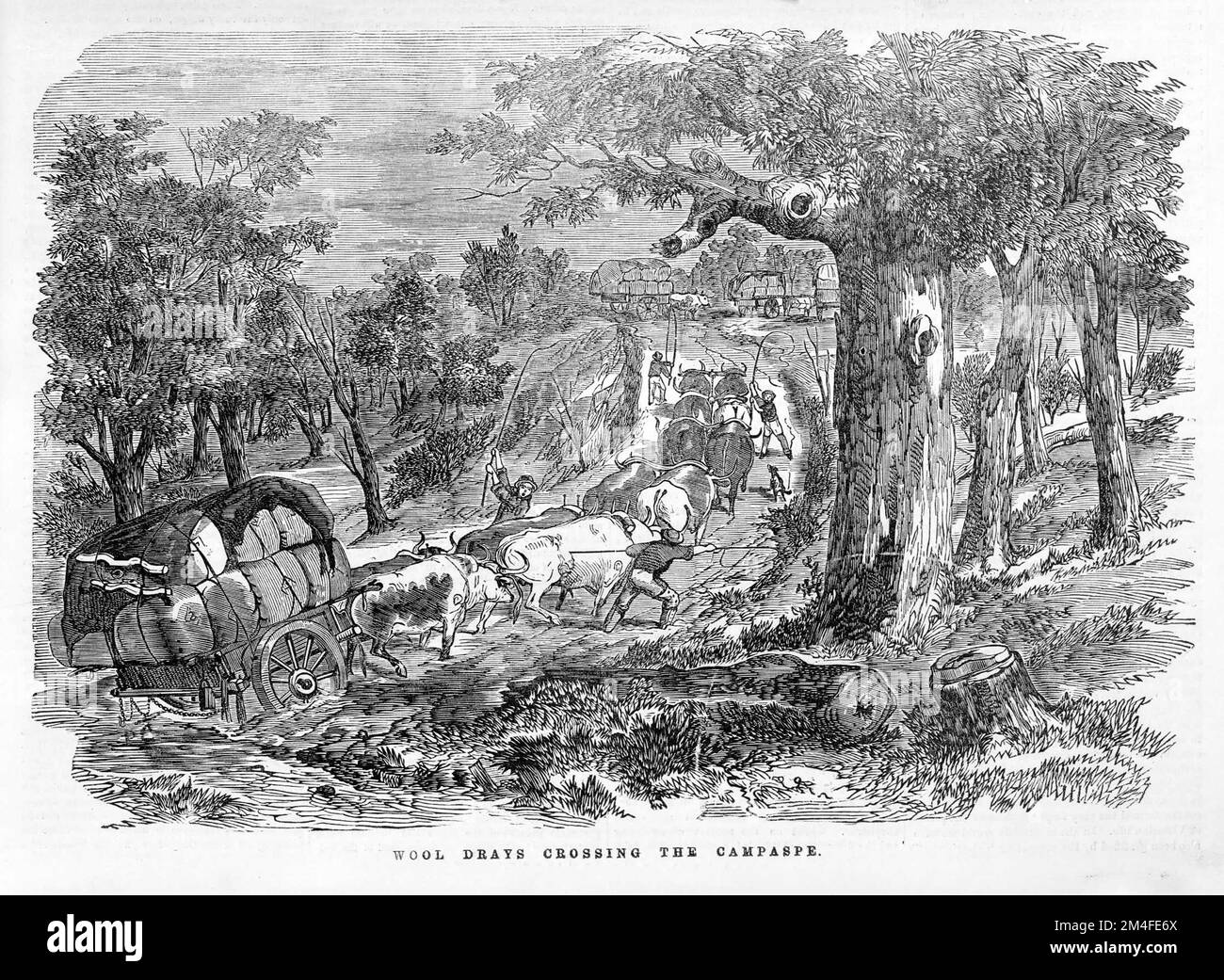 Wool Drays Crossing The Campaspe in 1864. Stock Photo