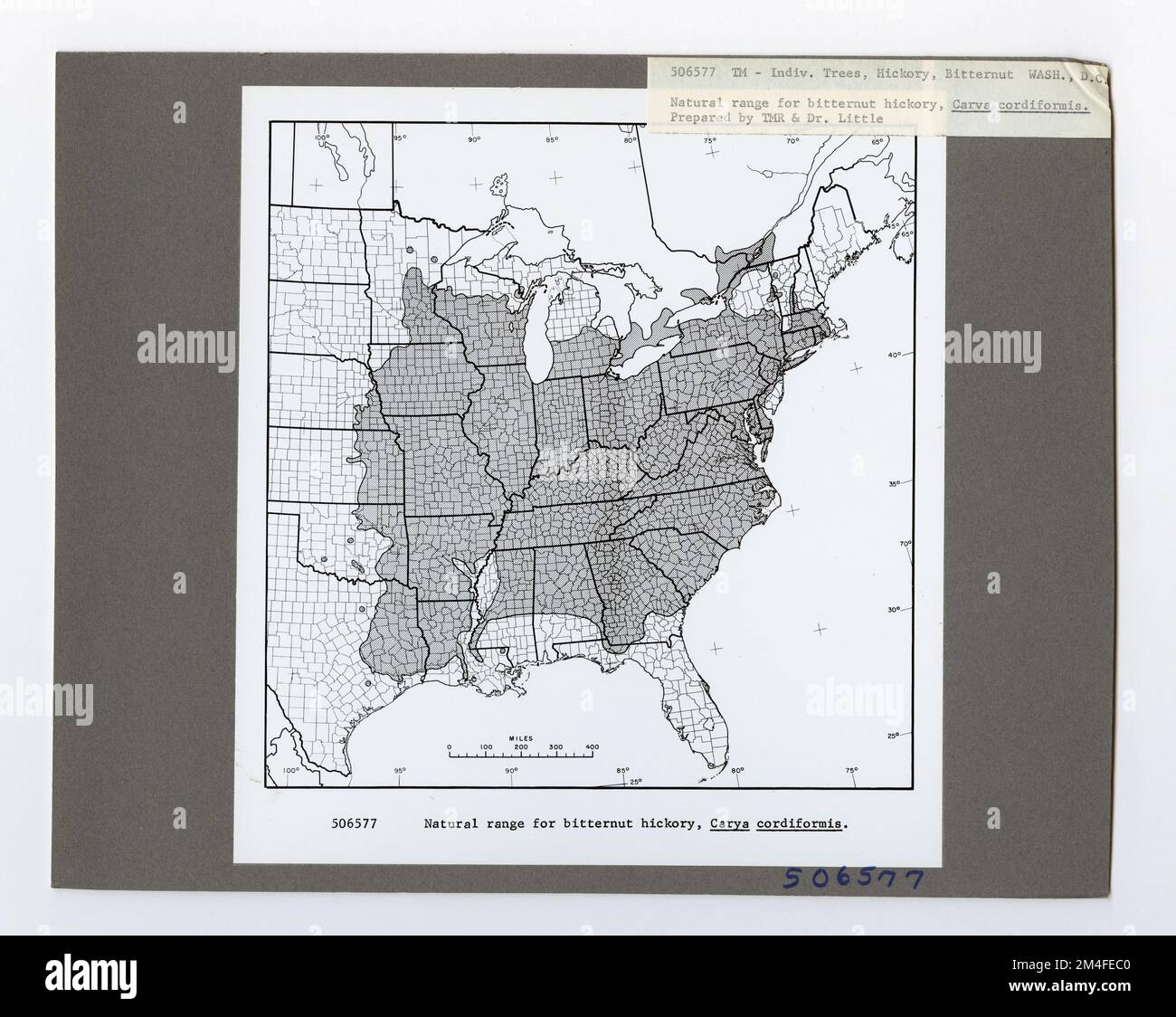 Tree Identification - Hickory: Bitternut. Photographs Relating to ...