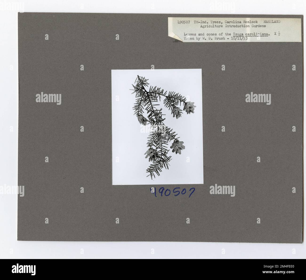 Tree Identification - Hemlock: Carolina. Photographs Relating to National Forests, Resource Management Practices, Personnel, and Cultural and Economic History Stock Photo