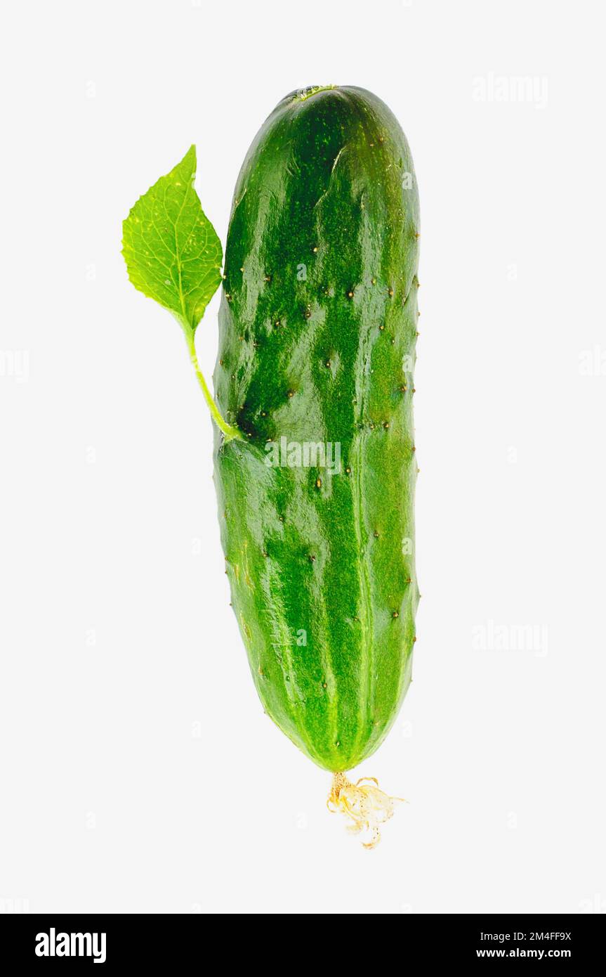 Organic green cucumber with a leaf grown from a vegetable, isolate Stock Photo