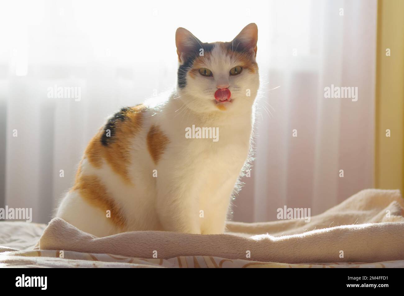 Tricolor domestic cat sits on blanket and licks in backlight, selective focus Stock Photo