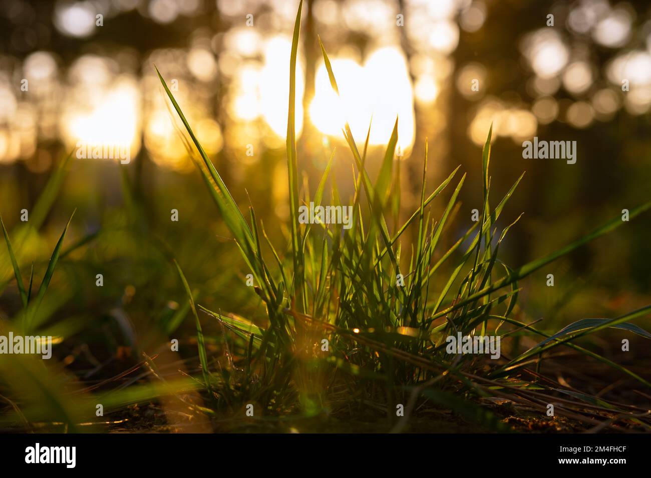 Grasses or crops at sunset in focus. Carbon net zero concept photo. Earth Day background photo. Stock Photo