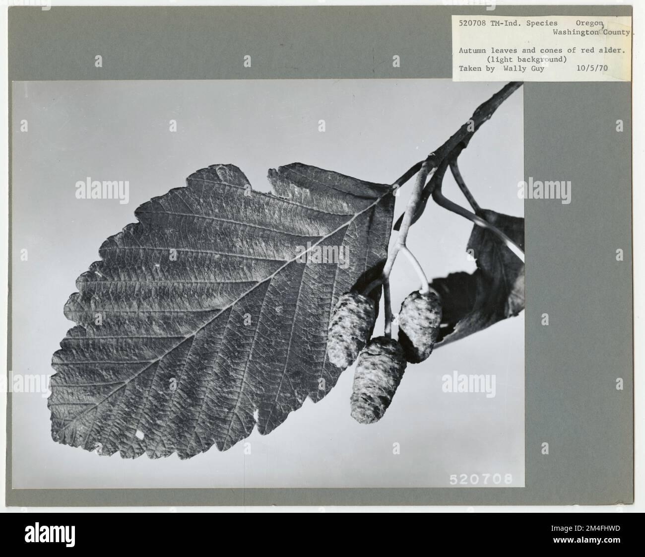 Tree Identification - Alder. Photographs Relating to National Forests ...