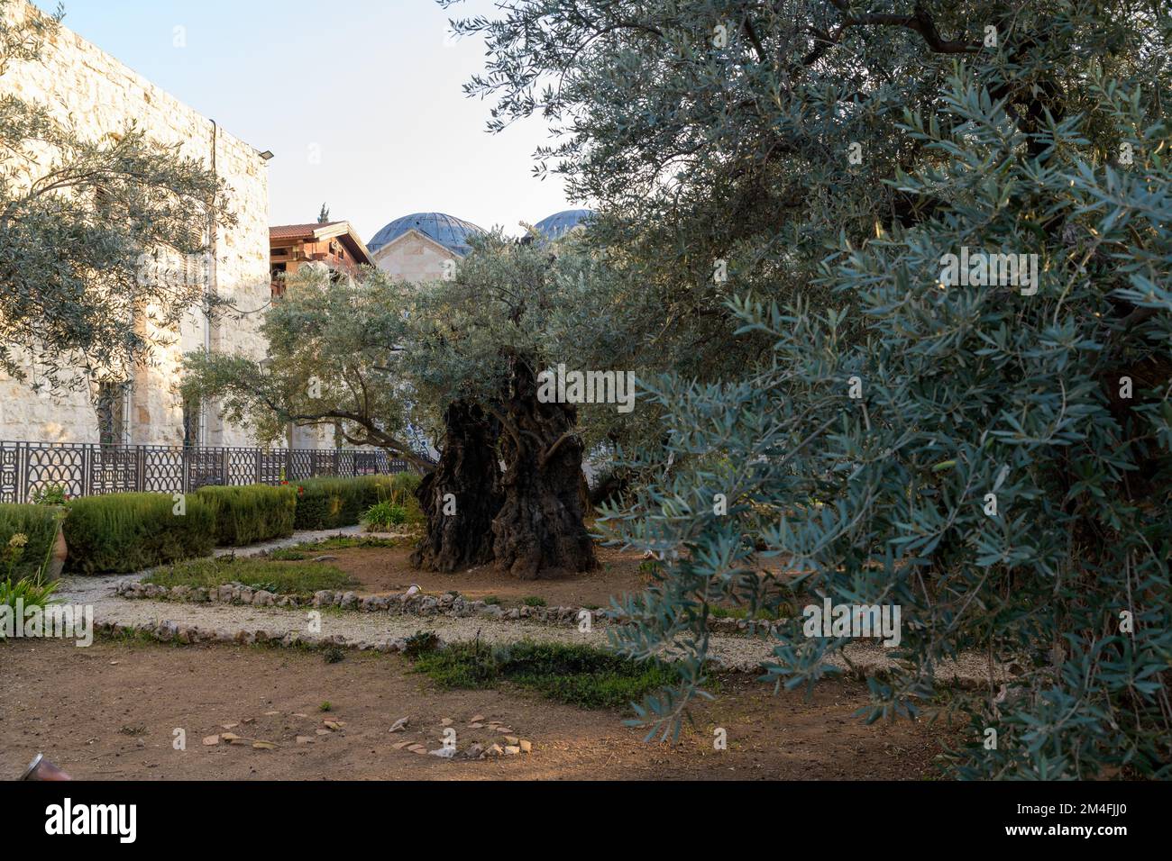 Garden of Gethsemane. Biblical olive Garden, where Jesus prayed. Mount