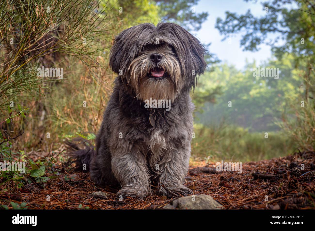 Grey lhasa cheap apso