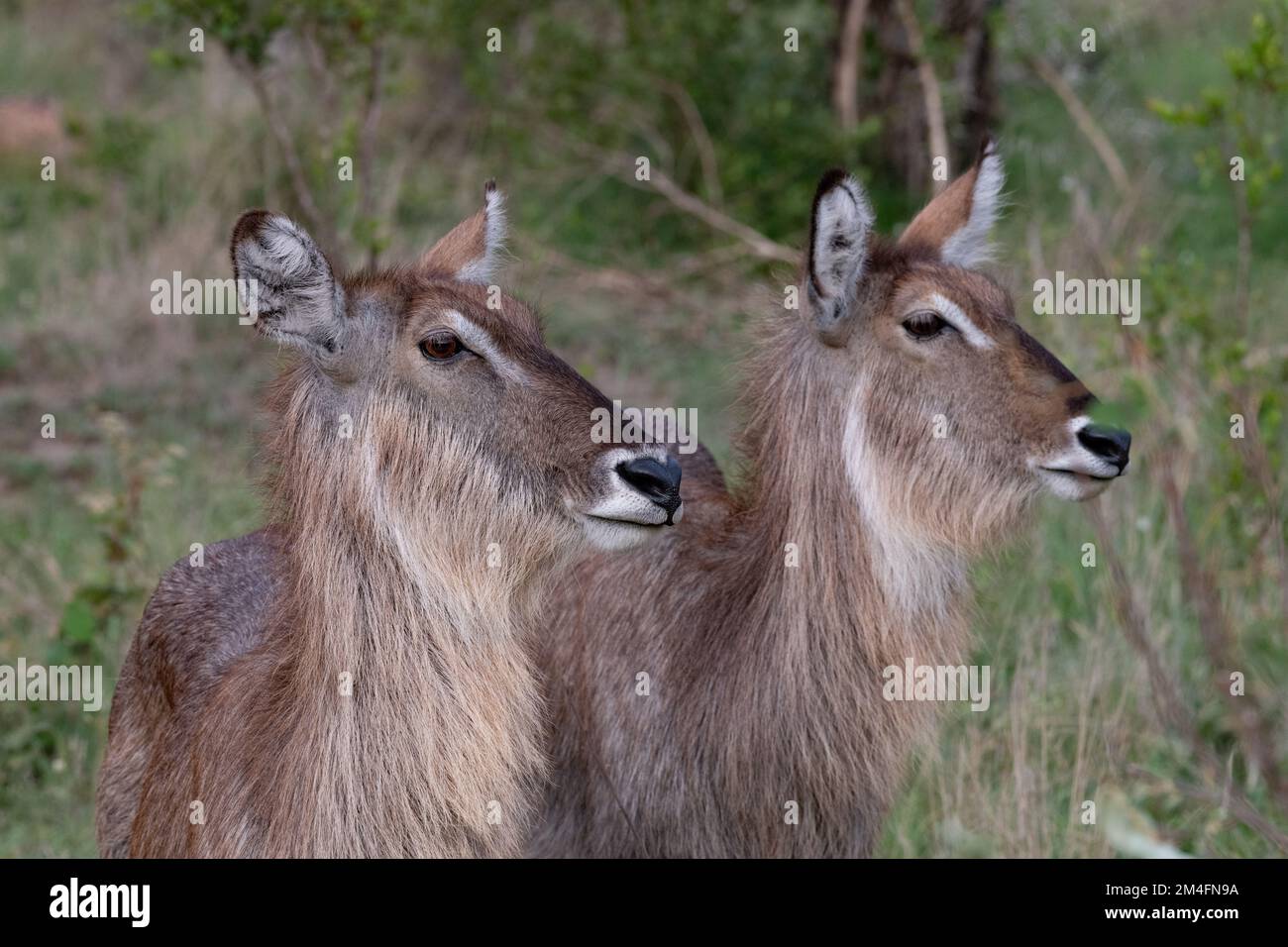 Side profiles of two water bucks in the green savannah of the Kruger