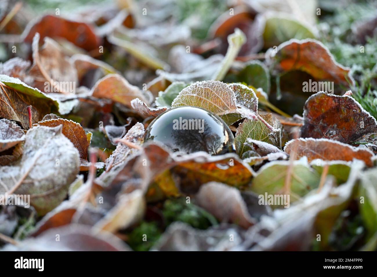 A crystal ball nestled in the midst of autumnal frost covered leaves Stock Photo