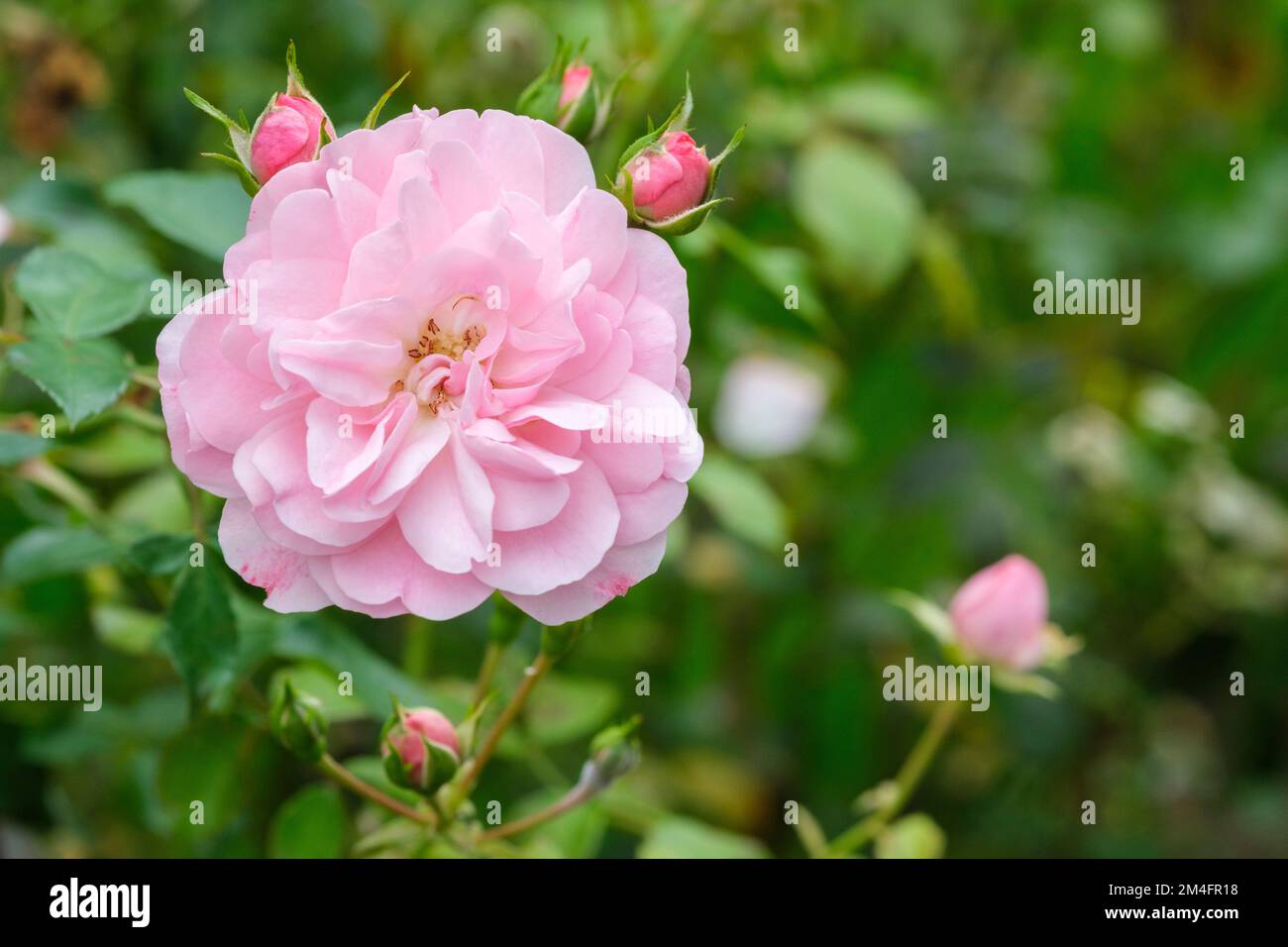 rose Bonica, rosa Bonica, Shrub Rose, modern shrub Stock Photo