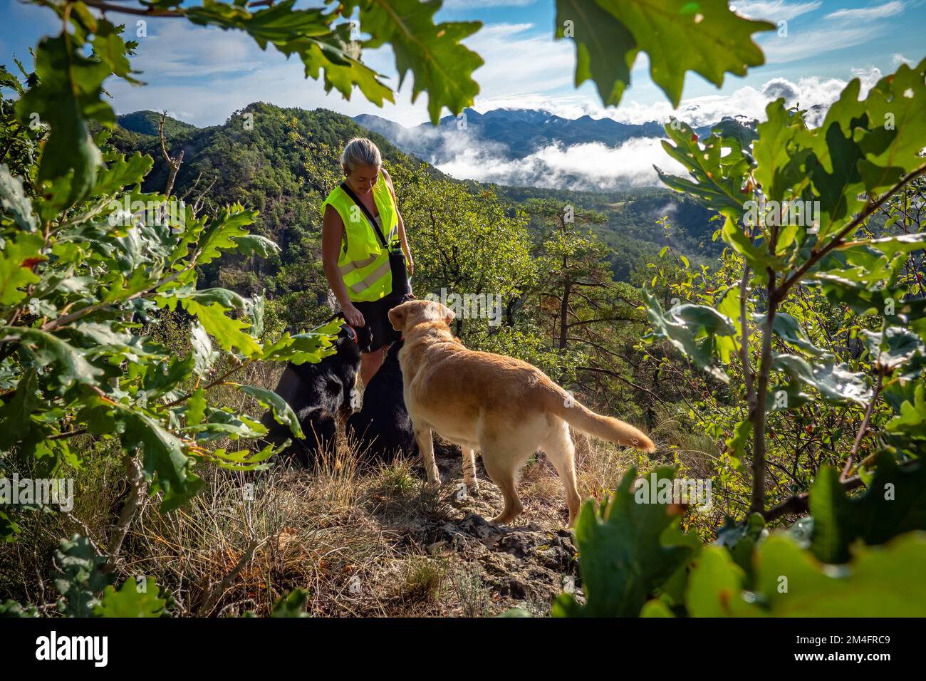 Female dog walker with pack of dogs walking the trail in the forest on the mountain side Stock Photo