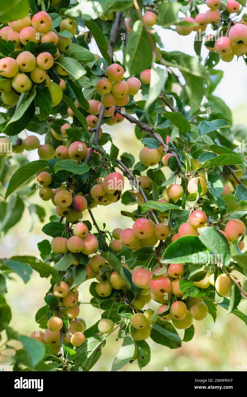 Malus x zumi Professor Sprenger, mass of orange fruitlets. Stock Photo