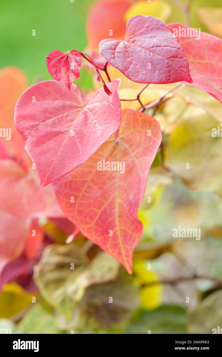 Cercis Canadensis ‘Eternal Flame’, full range of fiery colours Stock Photo