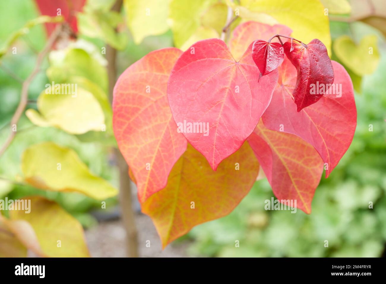 Cercis Canadensis Eternal Flame, American Redbud, full range of fiery colours Stock Photo