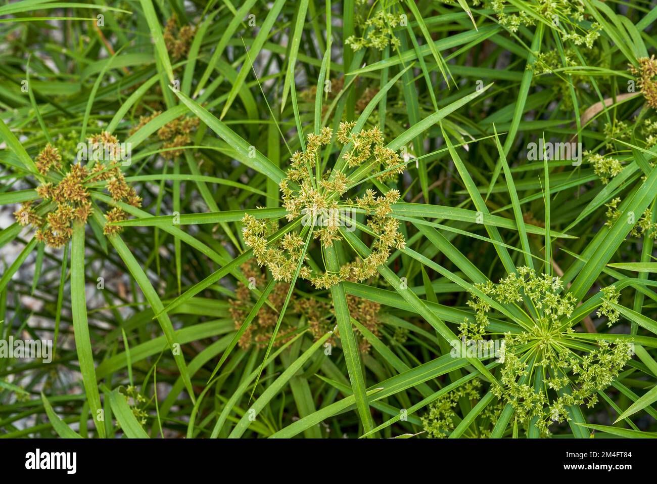 Close-up of lush windmill grass growing in the park Stock Photo