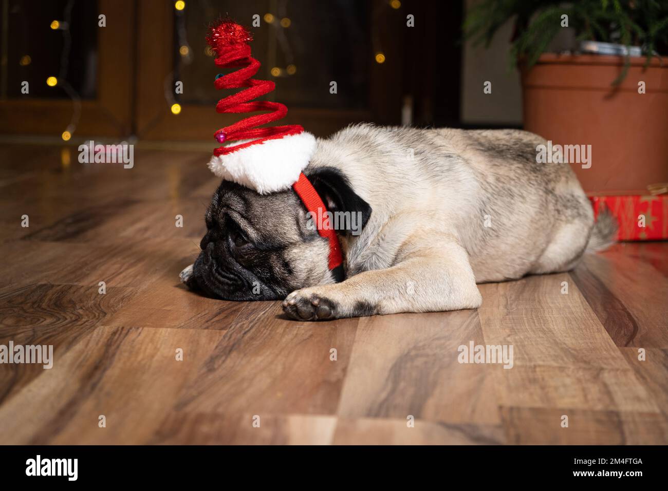 A cute pug lies near a Christmas tree in a pot, wearing a festive hat spring and dreaming. Stock Photo