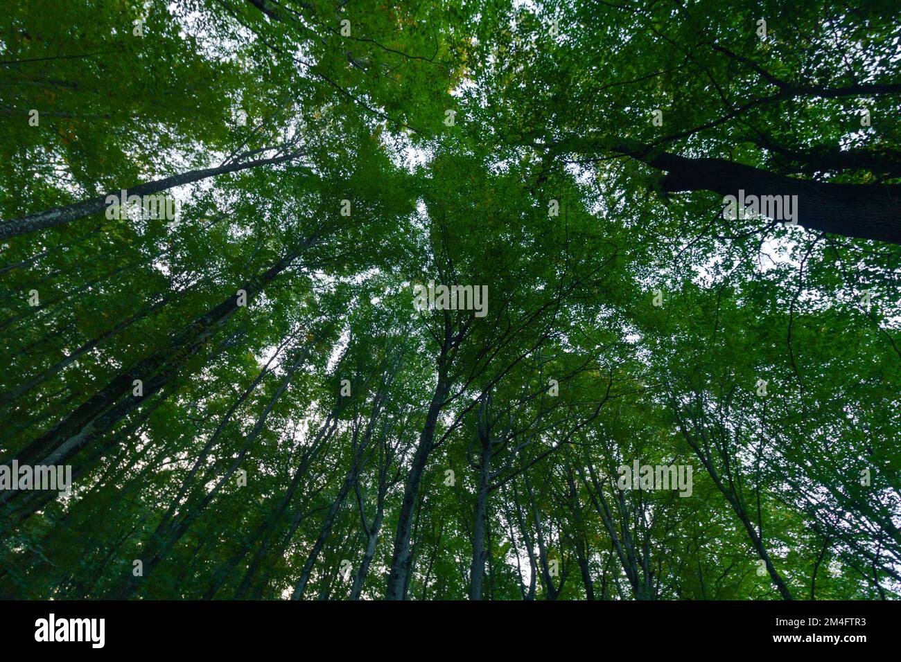 Tall trees in the forest in wide angle view from below. Carbon ...