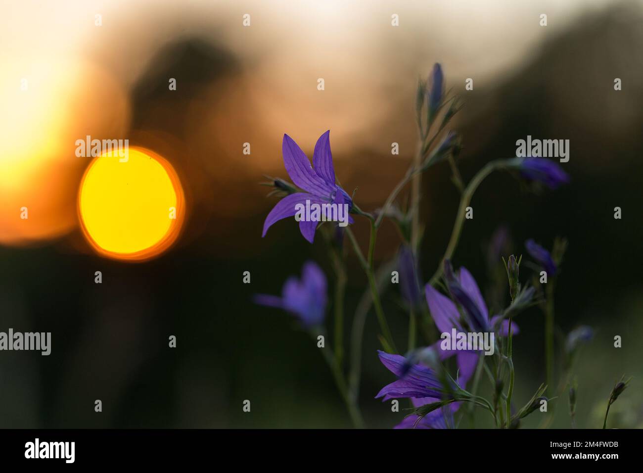 Flowers of bluebells on the background of the evening sunset. Colorful floral background with beautiful bells in the sunlight, a unique scene of the w Stock Photo