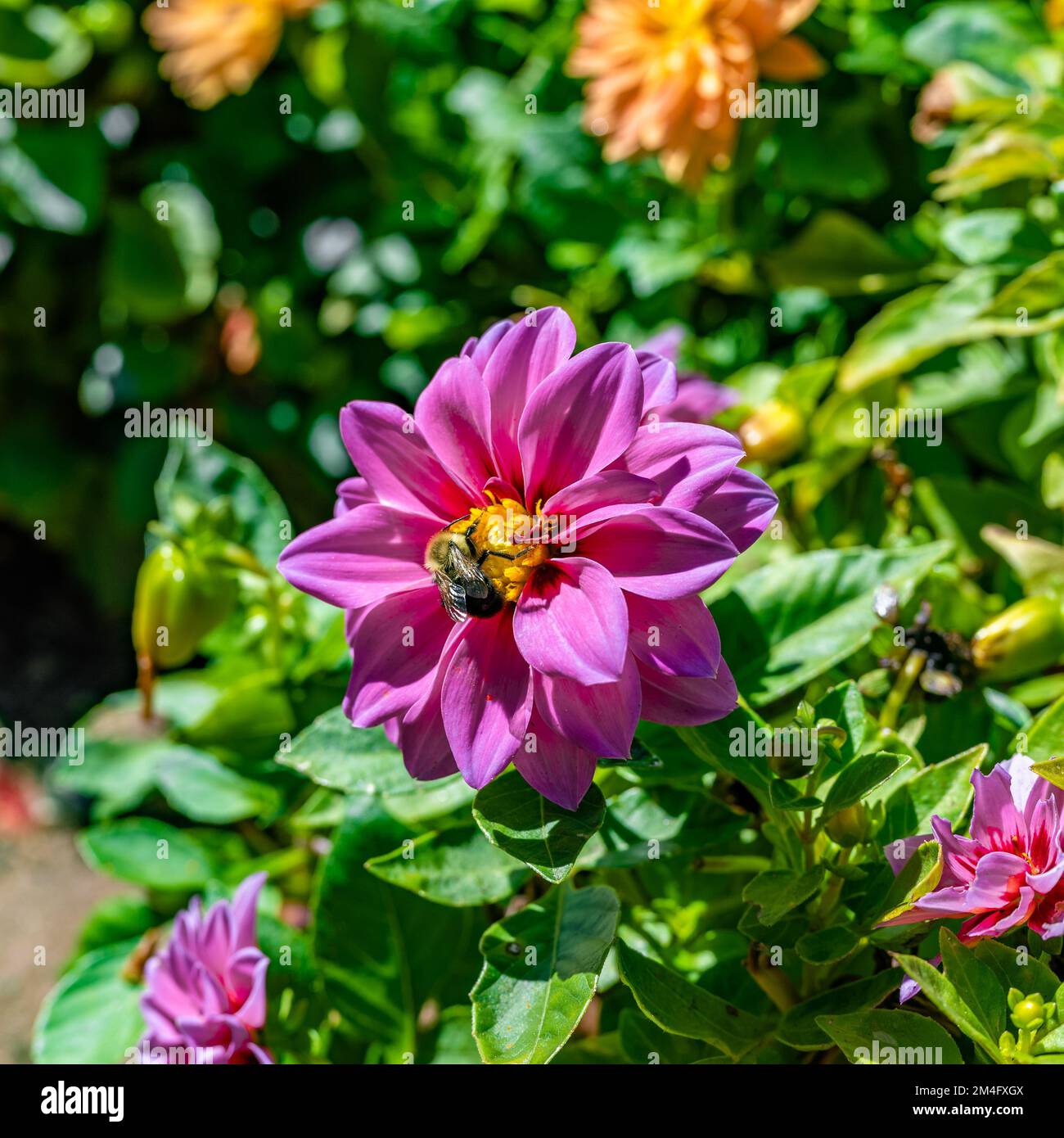 Vivid pink dahlia flower hi-res stock photography and images - Alamy