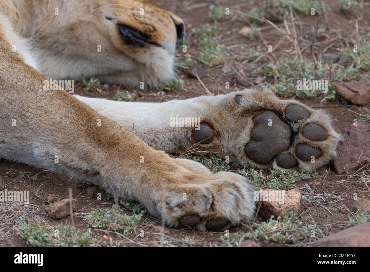 close up of a Lionesses paw taken whilst she was laying in the baked mud of the savannah of the Kruger National Park, South Africa Stock Photo