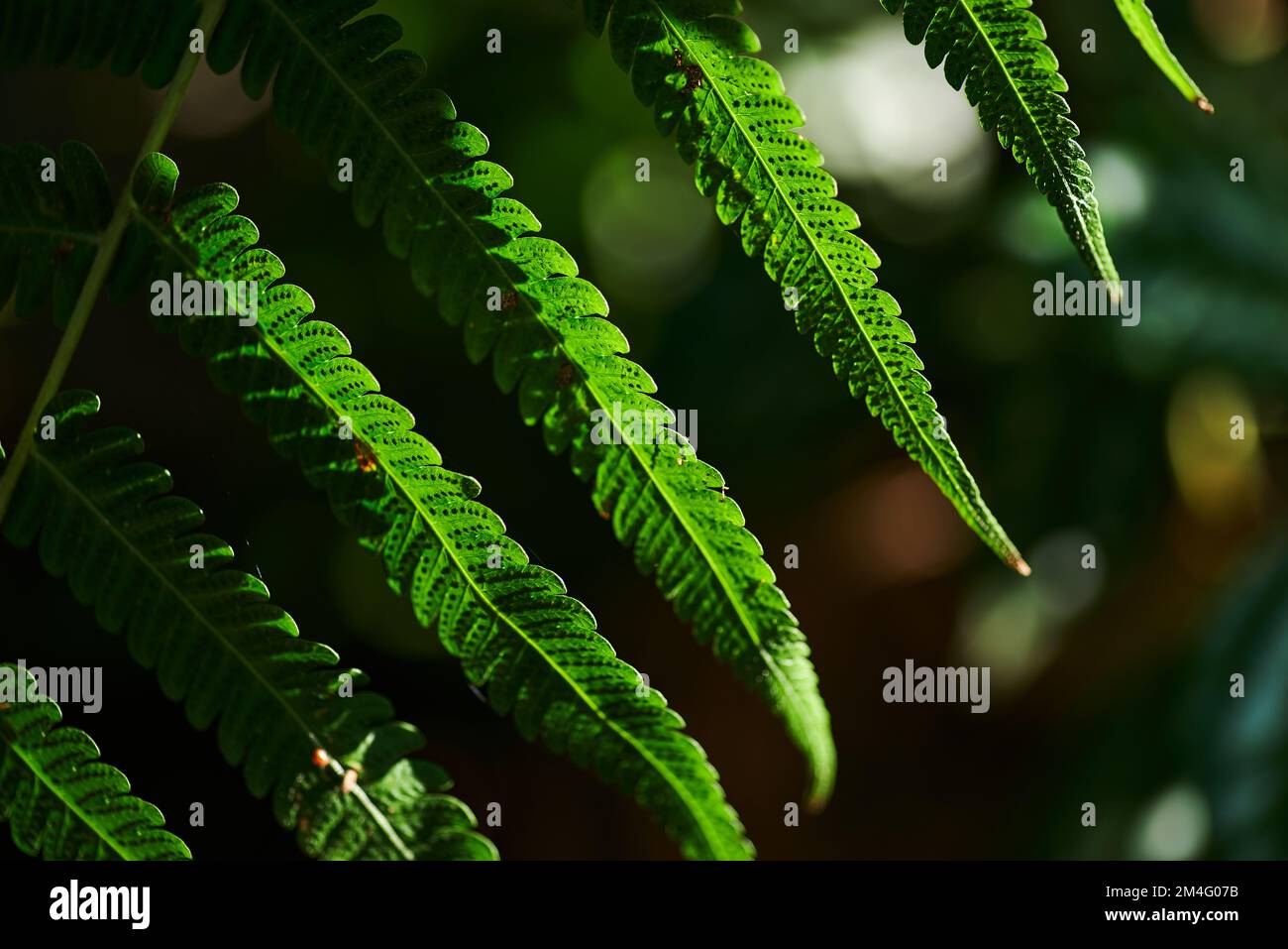 Fern branch and sunlight hi-res stock photography and images - Alamy