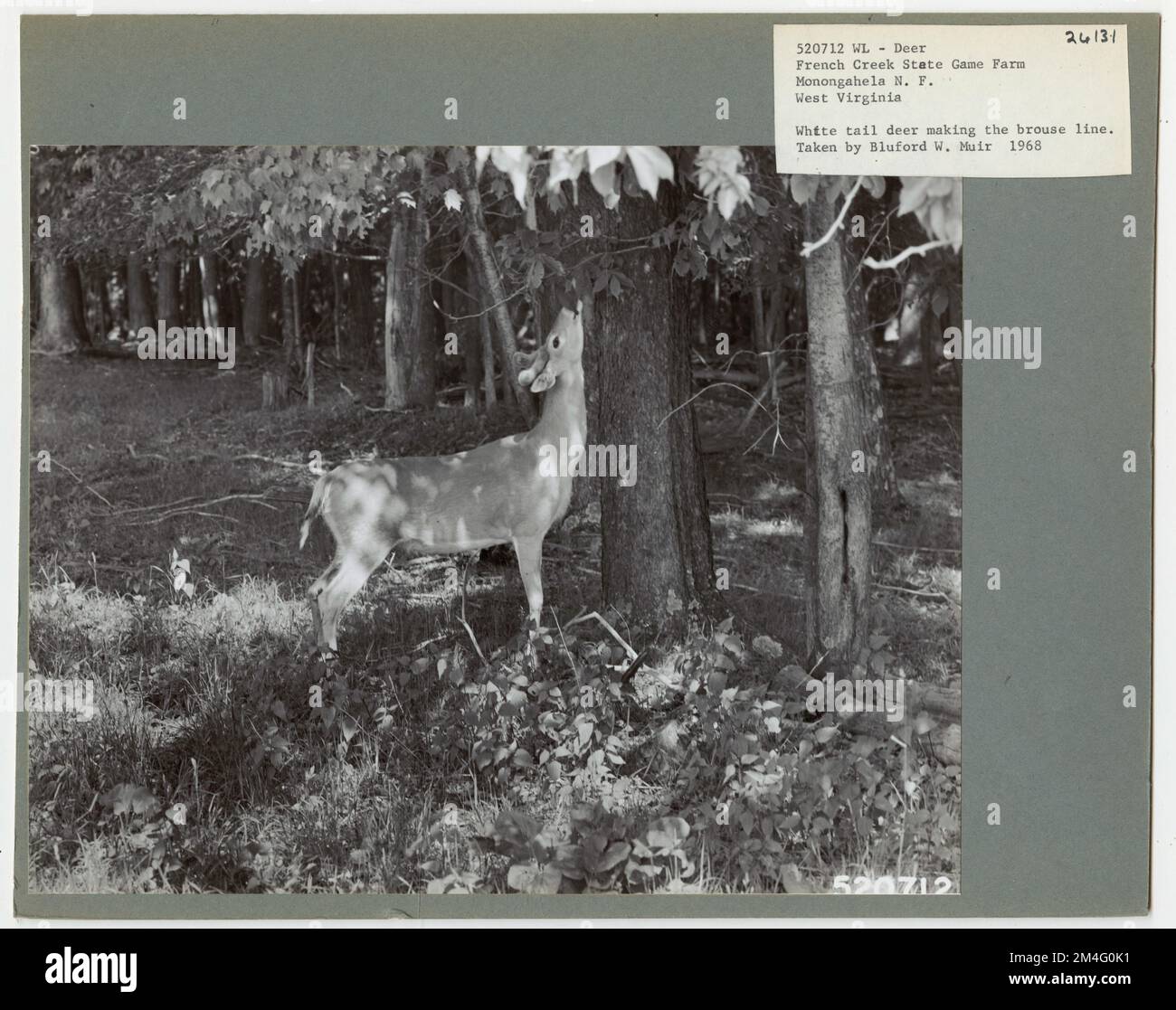 Ungulates Deer West Virginia. Photographs Relating to National