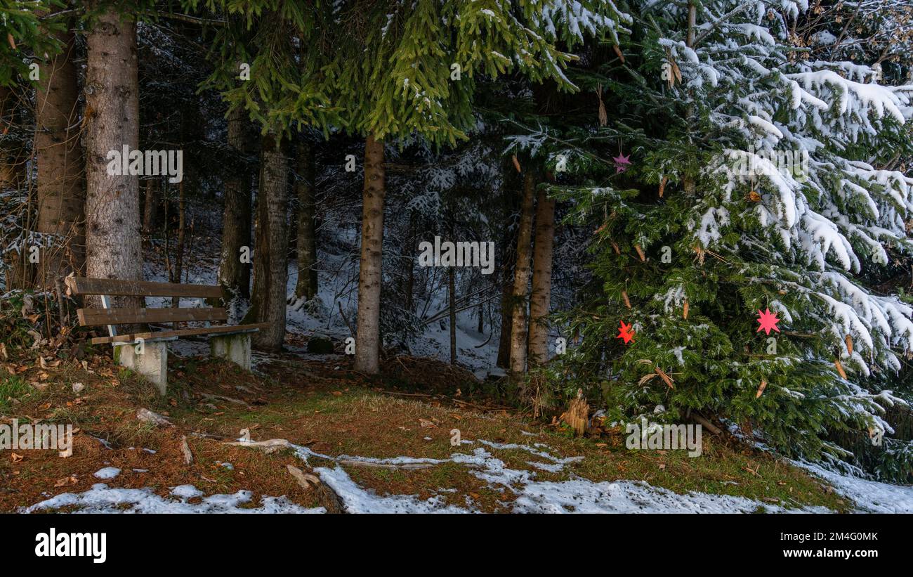 Parkbank an Waldrand mit Blick auf Weihnachten im Wald: Weihnachtskugeln als Weihnachtsschmuck an Bäumen und Sträuchern, Kugeln und Sterne, farbig Stock Photo