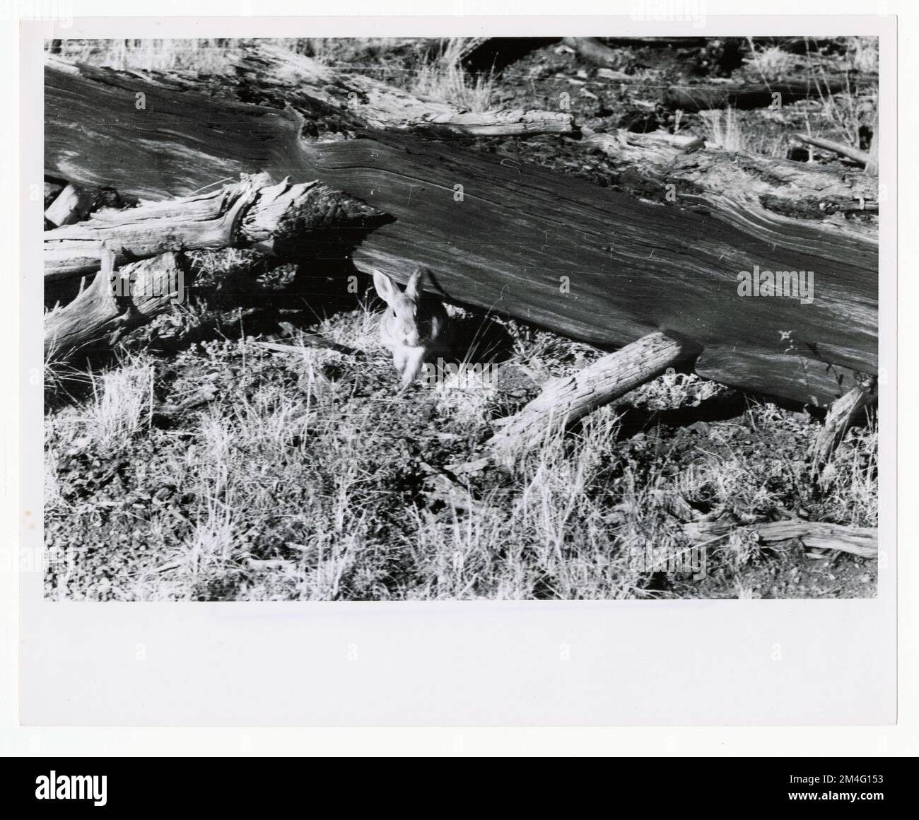 Rodents Rabbits All States. Photographs Relating to National Forests