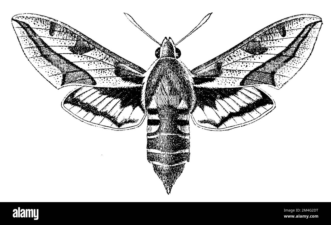 Update more than 74 hummingbird moth tattoo best - in.eteachers