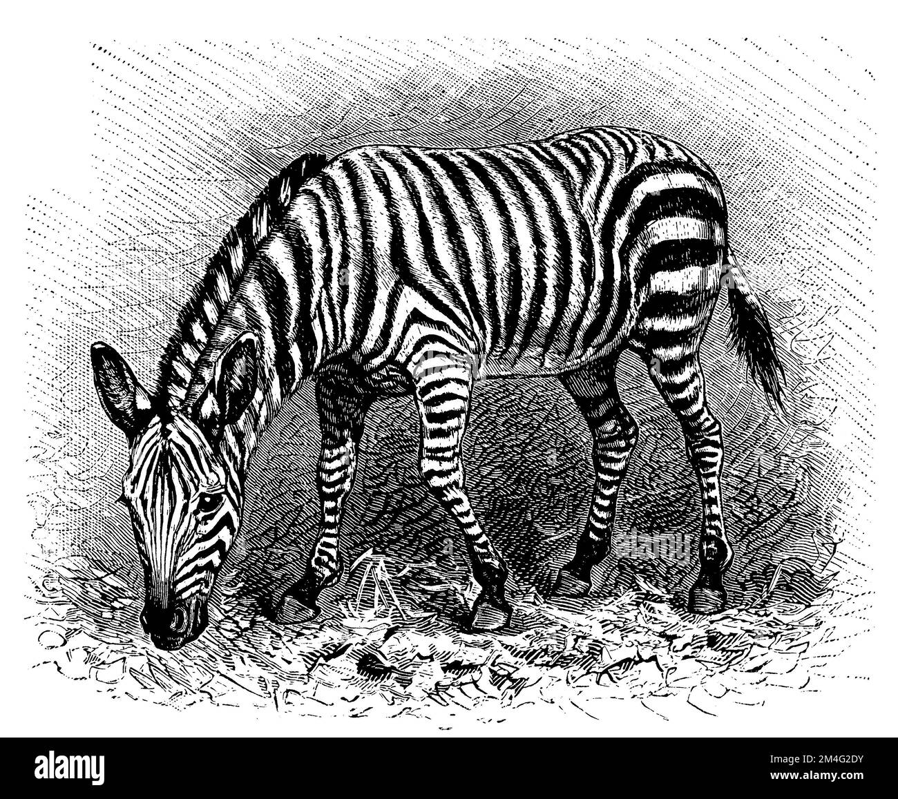 Hartmanns bergzebra Black and White Stock Photos & Images - Alamy