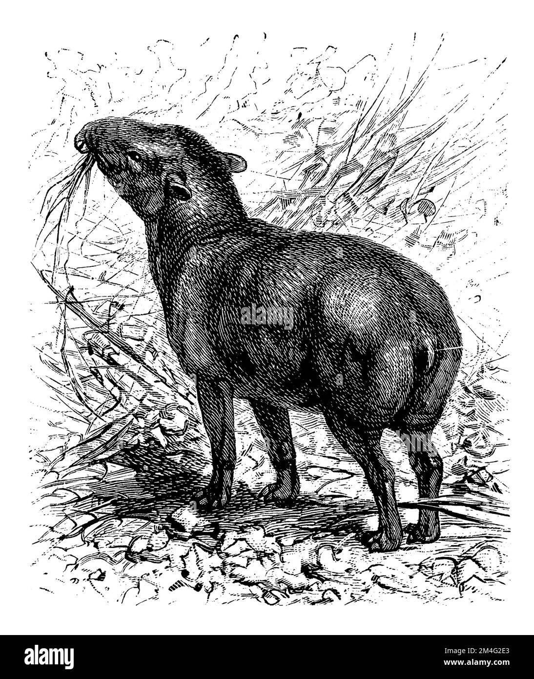 South American Tapir Drawing