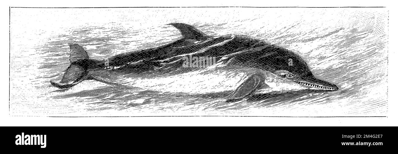 Pacific Dolphin, Delphinus delphis, Specht, Friedrich (encyclopedia, 1893), Gemeiner Delfin, Dauphin commun à bec court Stock Photo