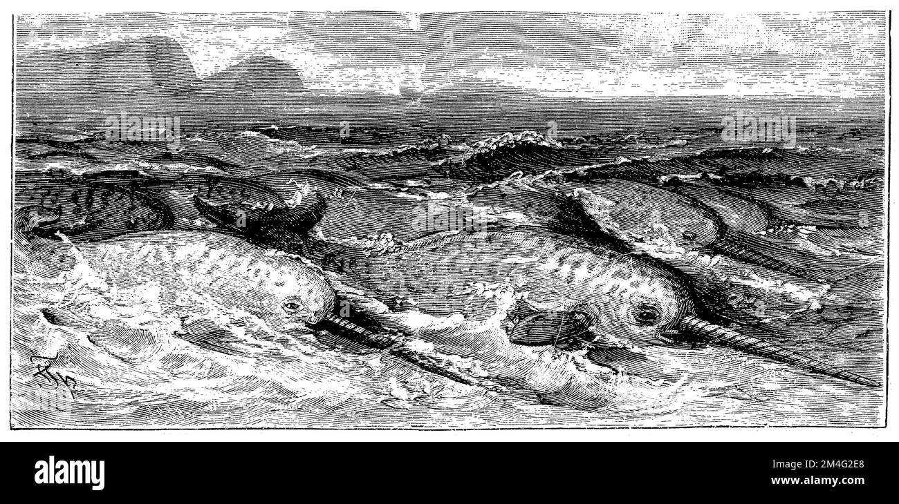 narwhal, Monodon monoceros, Specht, Friedrich (encyclopedia, 1893), Narwal, narval Stock Photo