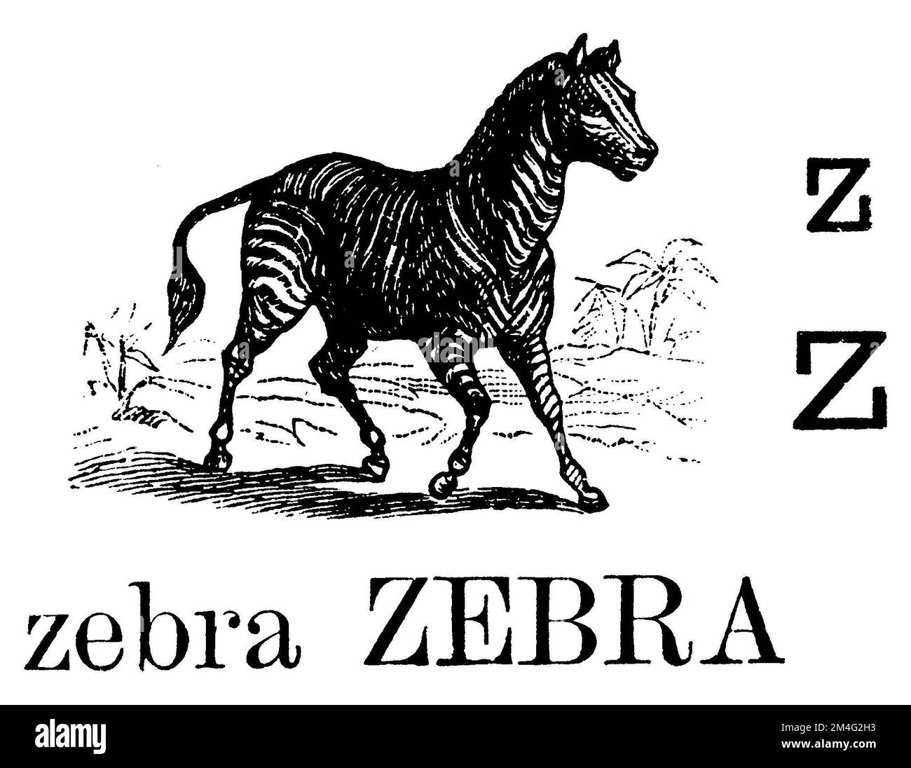 mountain zebra, Equus zebra, (reading book, 1883), Bergzebra, Equus