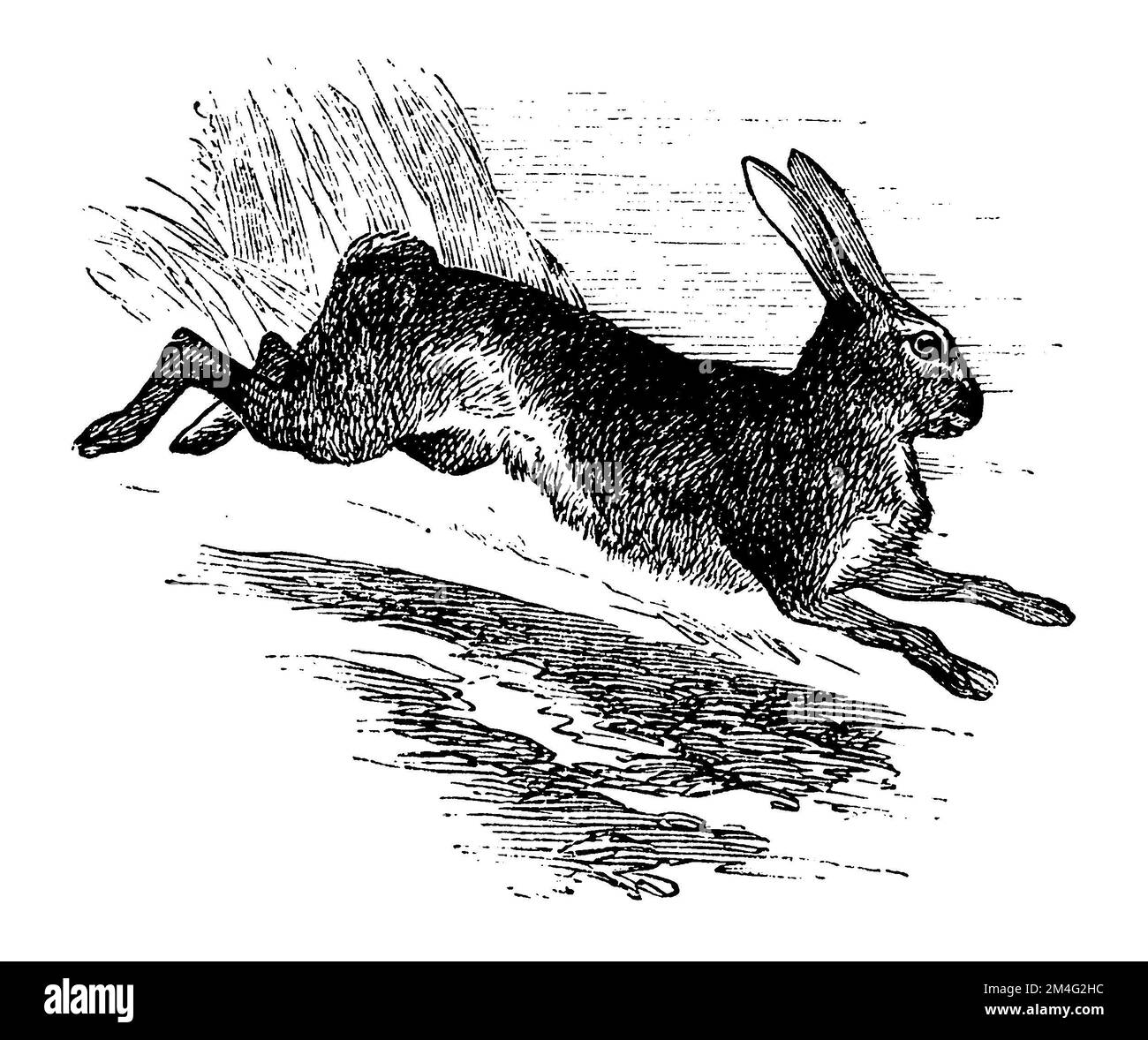 European hare, Lepus europaeus,  (primer, 1870), Feldhase, Lièvre d'Europe Stock Photo