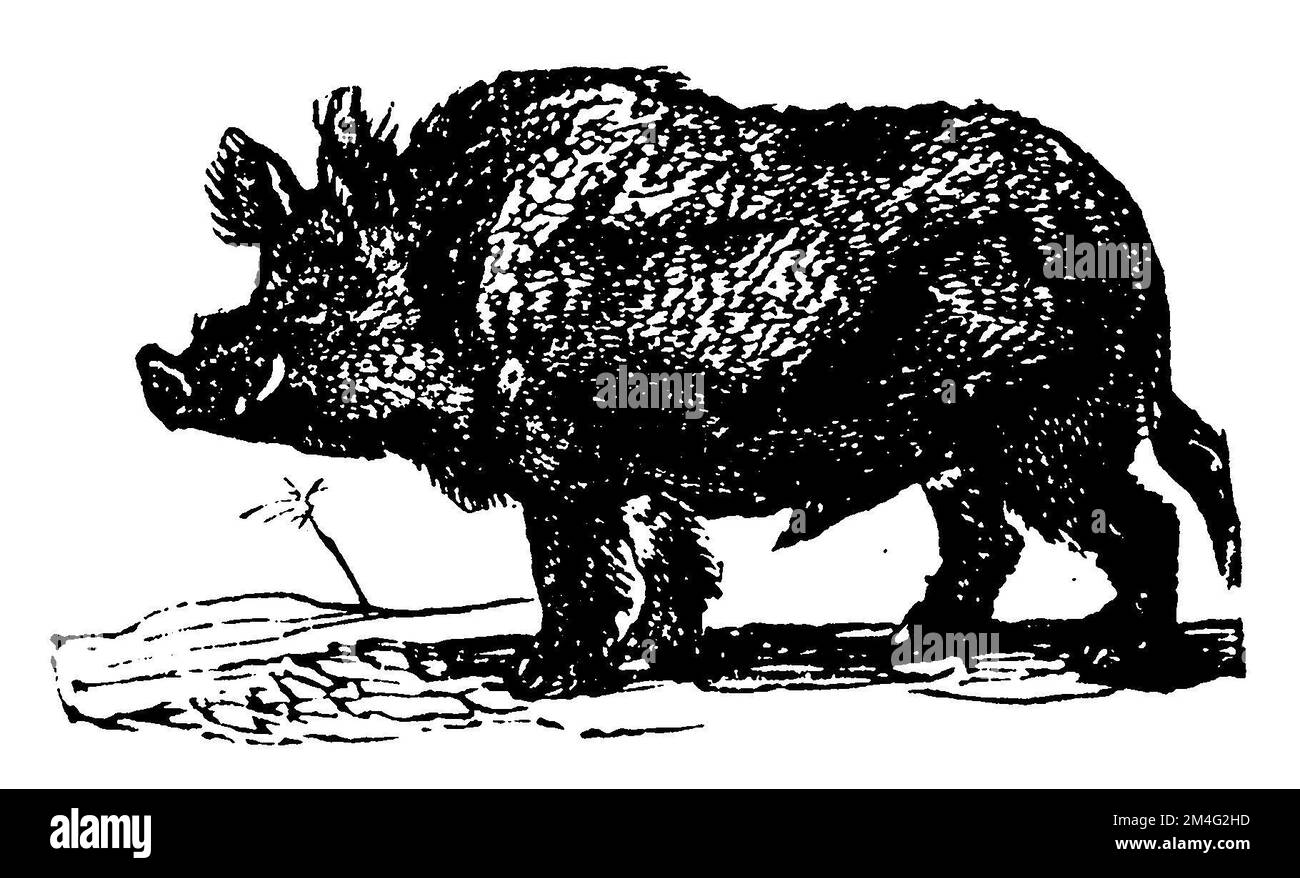 Wild Boar, Sus scrofa,  (primer, 1870), Wildschwein, sanglier Stock Photo