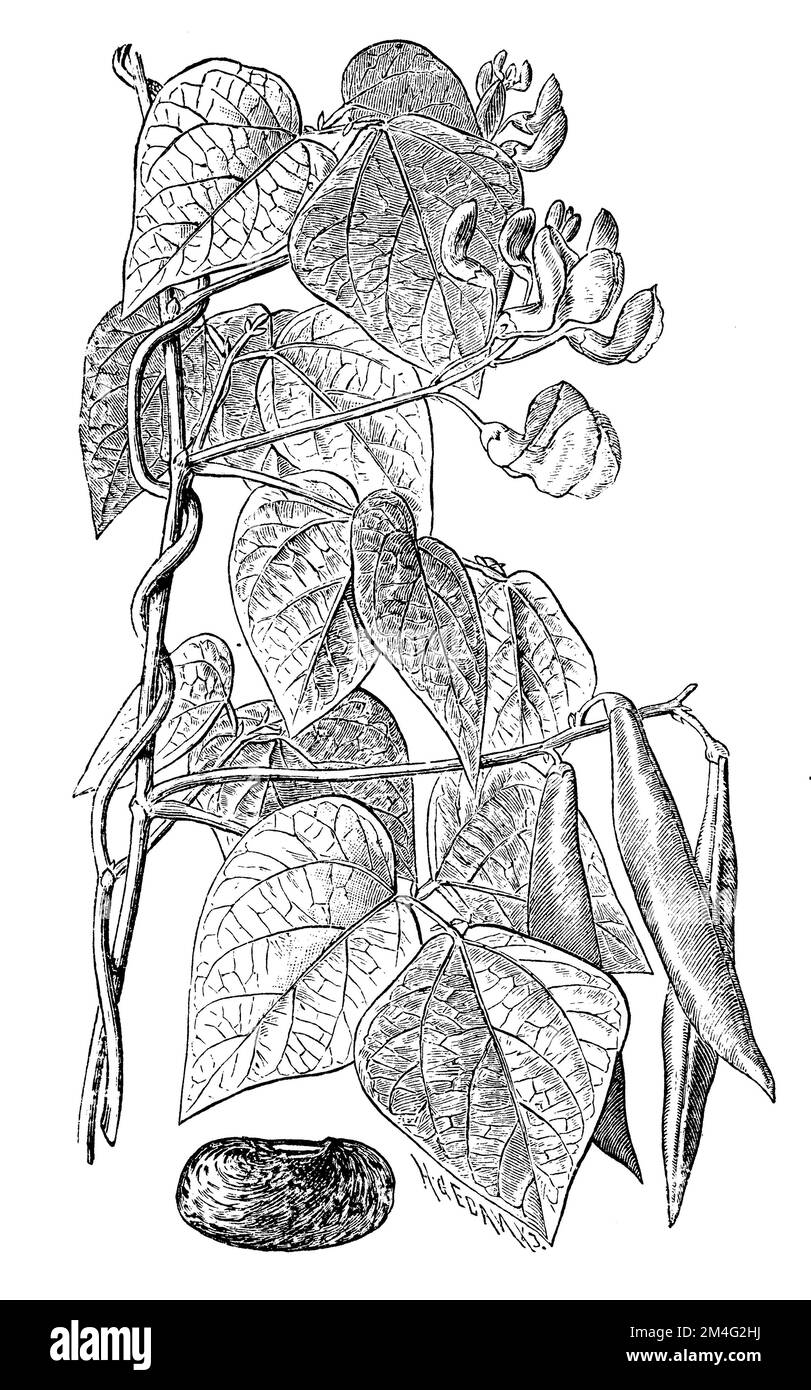 runner bean, Phaseolus coccineus, H. Gedan u. A.W. (botany book, 1910), Feuerbohne, Haricot d'Espagne Stock Photo