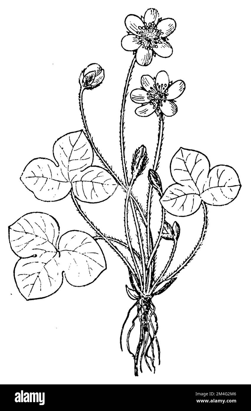 liverwort, Hepatica nobilis Syn.: Anemone hepatica Hepatica triloba,  (botany book, 1910), Leberblümchen, épatique noble Stock Photo